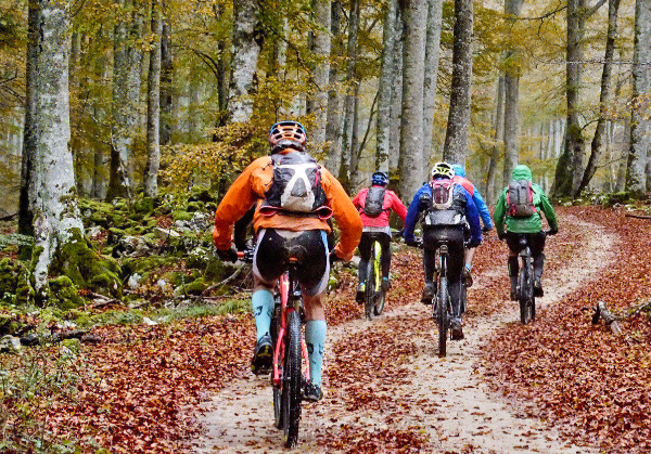 Groupe de cyclistes parmi la forêt de hêtres